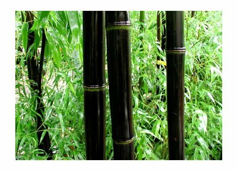 Bambus Nigra 175/200 cm, v květináči Phyllostachys nigra